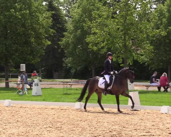 Reitturnier Hille 2019