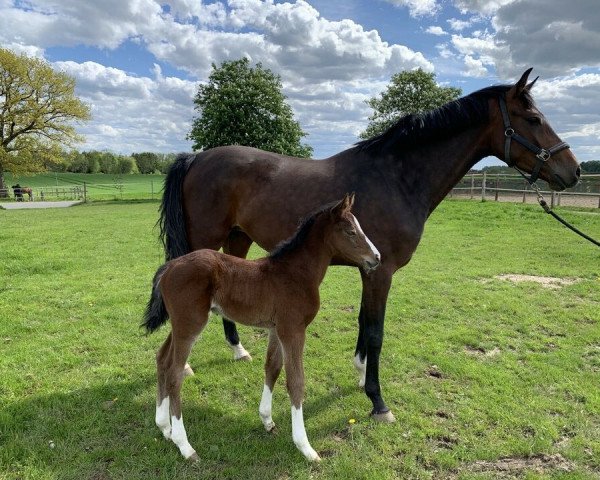 Springpferd Colorful Spirit (Holsteiner, 2021, von Chinchero)