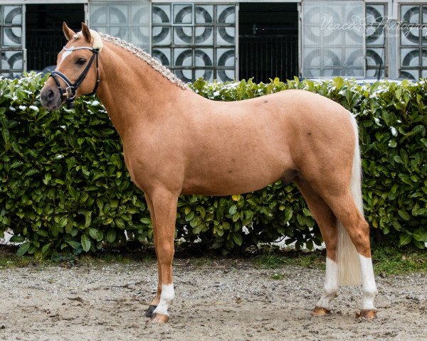 stallion Dempsey R (German Riding Pony, 2010, from Don Miguel Fh)