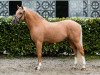 Deckhengst Dempsey R (Deutsches Reitpony, 2010, von Don Miguel Fh)