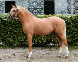 Deckhengst Dempsey R (Deutsches Reitpony, 2010, von Don Miguel Fh)