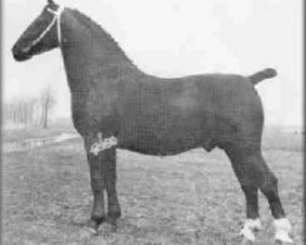 stallion Colibri (Groningen, 1938, from Gambo II)