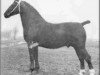 stallion Colibri (Groningen, 1938, from Gambo II)