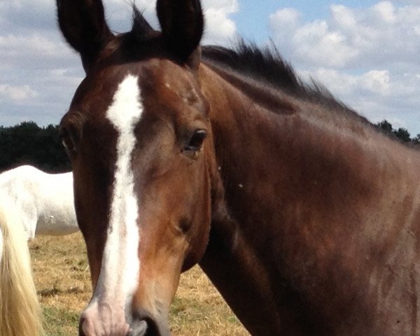 broodmare Florentine III (Selle Français, 1993, from Voltaire)