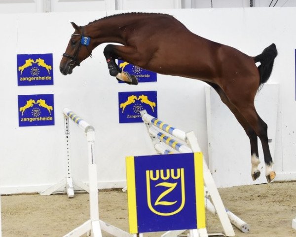 stallion Cabo Frio DV Z (Zangersheide riding horse, 2014, from Cavalo Z)