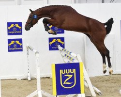 stallion Cabo Frio DV Z (Zangersheide riding horse, 2014, from Cavalo Z)