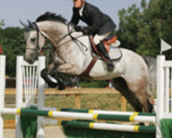 Springpferd Valentino (Koninklijk Warmbloed Paardenstamboek Nederland (KWPN), 2002, von Cavalier)
