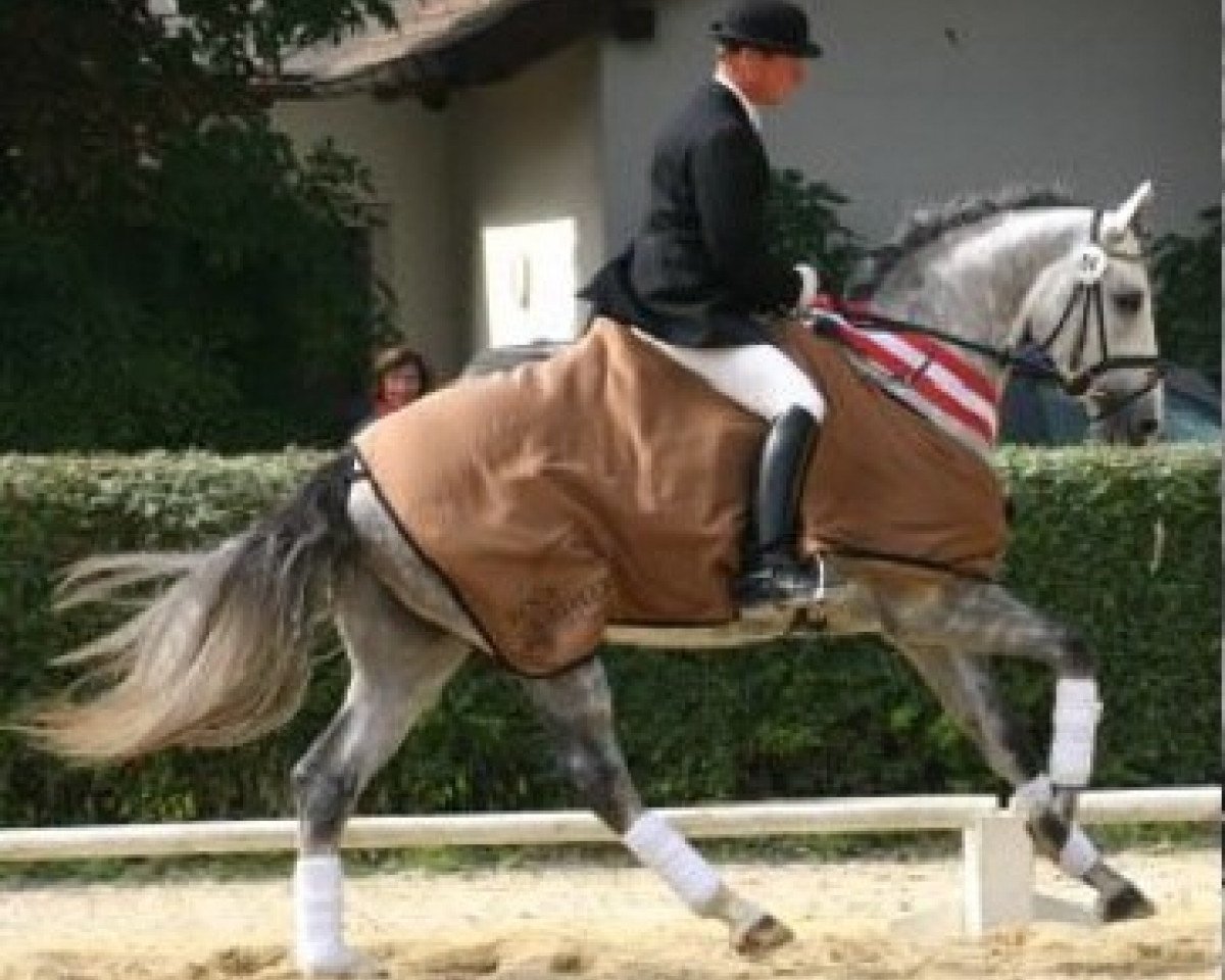 Deckhengst Impuls (Österreichisches Warmblut, 2001, von Inselfürst)