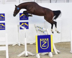 jumper Albufeira Z (Zangersheide riding horse, 2014, from Aktion Pur Z)