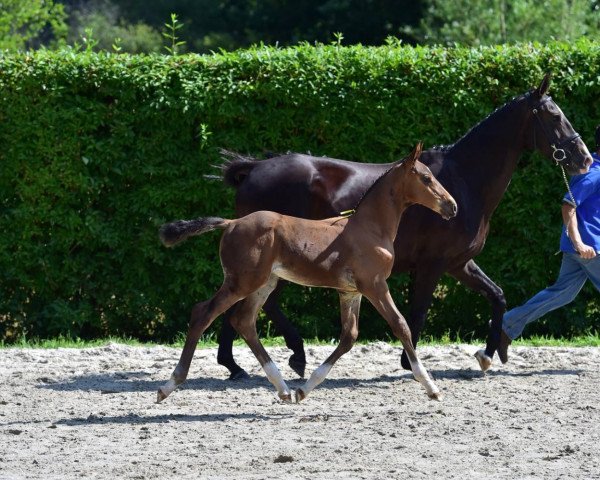 broodmare Evita van het Elkenhof (Belgian Warmblood, 2004, from Nonstop)