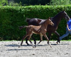 broodmare Evita van het Elkenhof (Belgian Warmblood, 2004, from Nonstop)