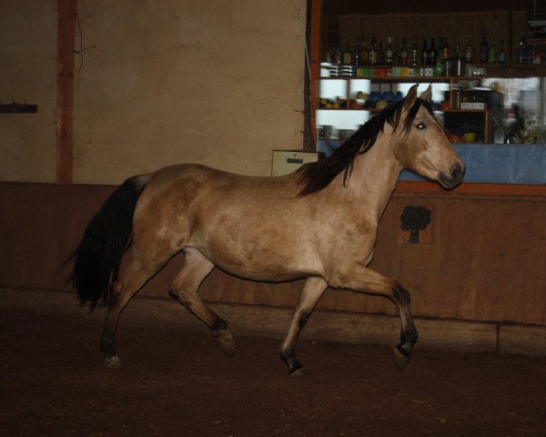 broodmare Fervorosa SH (Andalusians/horse of pure Spanish race, 2009)