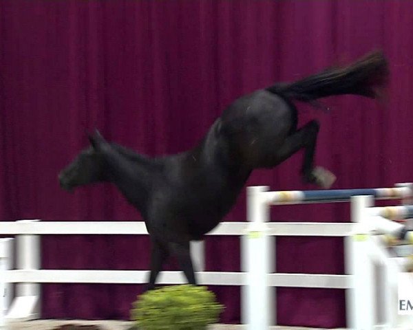 jumper Diamantina Vh Scheefkasteel Z (Zangersheide riding horse, 2012, from Diamant de Semilly)