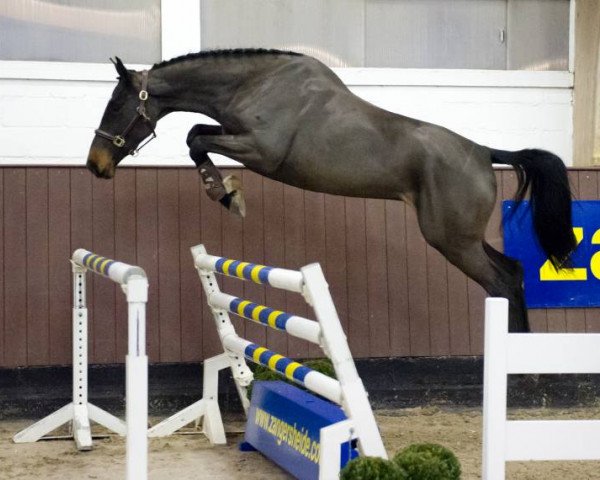 jumper Bieke van het Scheefkasteel Z (Zangersheide riding horse, 2013, from Caspar (Berlin))