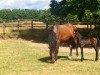 broodmare Trevella ESC (Holsteiner, 2003, from Quidam de Revel)