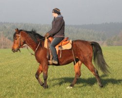 horse Perkon (Arabian thoroughbred, 2013, from Kahil Al Shaqab ox)