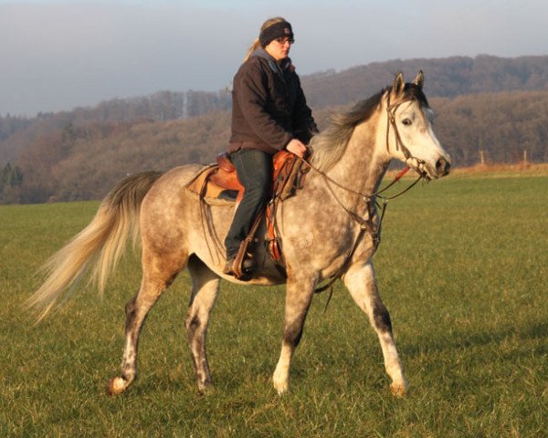 horse Esflores (Arabian thoroughbred, 2013)