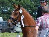 Dressurpferd Heitholms Dynamit (Deutsches Reitpony, 2013, von Dimension AT NRW)