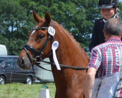 dressage horse Heitholms Dynamit (German Riding Pony, 2013, from Dimension AT NRW)