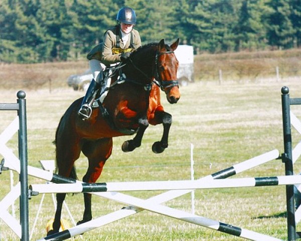 dressage horse Lorbaß (Hanoverian, 2010, from Lissaro)