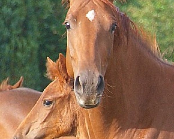 broodmare Balahé (Hanoverian, 2007, from Brentano II)