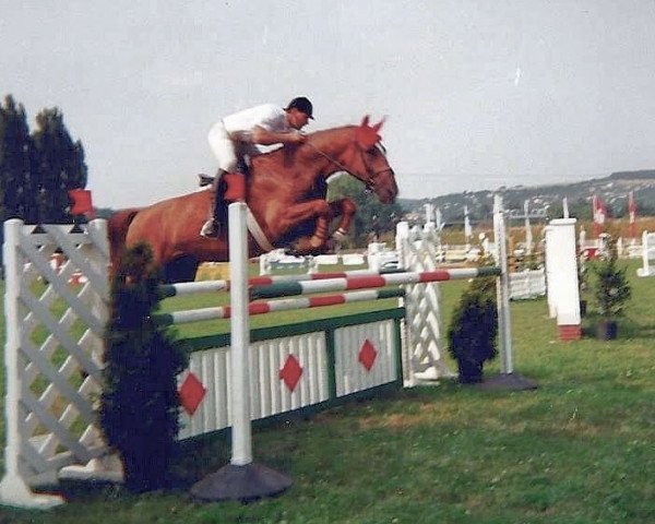 Pferd Roman (Thüringer, 1986, von Romeo)