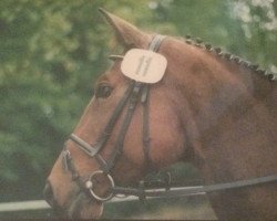 horse Alexa A (Hanoverian, 1982, from Absatz)