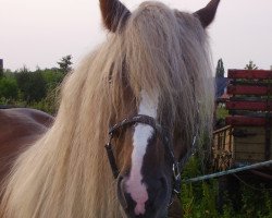 broodmare Evendi (Black Forest Horse, 2001, from Wilddieb)