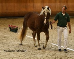 Pferd Franziskus (Schwarzwälder Kaltblut, 2014, von Florian)