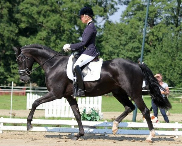 dressage horse Daim M (Hanoverian, 2012, from Damsey FRH)