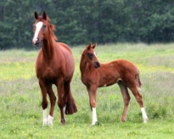 broodmare Hannelore (Hanoverian, 2004, from His Highness)