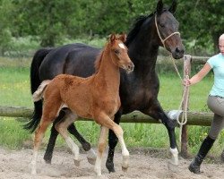 broodmare Lynn (Hanoverian, 1999, from Lauries Crusador xx)