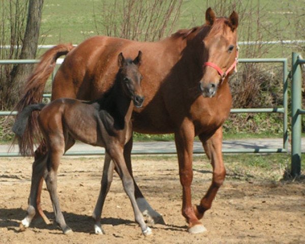 broodmare Escada (Hanoverian, 1998, from Escudo II)