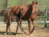 broodmare Escada (Hanoverian, 1998, from Escudo II)