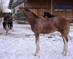 Pferd Zappzerapp Z (Zangersheide Reitpferd, 2021, von Zinedine)