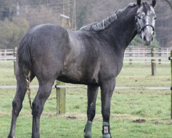 dressage horse Der kleine Nils (Westphalian, 2013, from Daley Thompson)