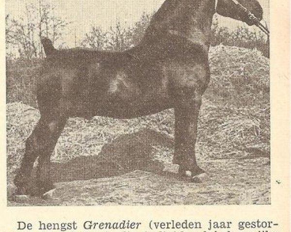 Deckhengst Grenadier (KWPN (Niederländisches Warmblut), 1941, von Gambo II)