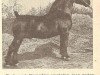 stallion Grenadier (KWPN (Royal Dutch Sporthorse), 1941, from Gambo II)