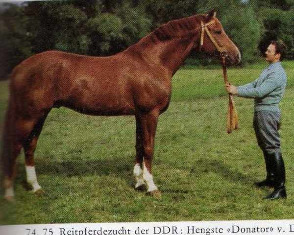 Deckhengst Donator (Mecklenburger, 1977, von Diabas I)