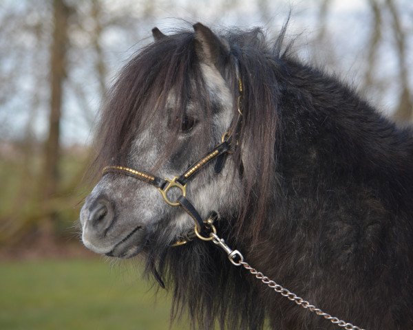 stallion Larry v. h. Wolmker (Shetland pony (under 87 cm), 1996, from Goldwin van Wegdam)