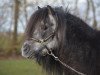 stallion Larry v. h. Wolmker (Shetland pony (under 87 cm), 1996, from Goldwin van Wegdam)