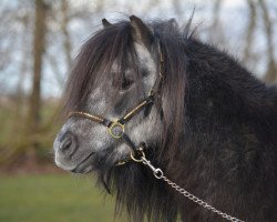 Deckhengst Larry v. h. Wolmker (Shetland Pony (unter 87 cm), 1996, von Goldwin van Wegdam)