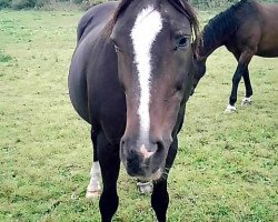 broodmare Vikarin (Mecklenburg, 1986, from Volt)