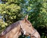 dressage horse Drip Drop (Oldenburg, 2010, from Dressage Royal)