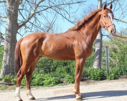 horse Indigo (KWPN (Royal Dutch Sporthorse), 2013, from Canabis Z)