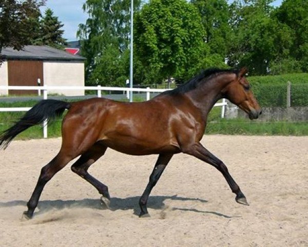 broodmare Cabourg (Westphalian, 2004, from Cassone)