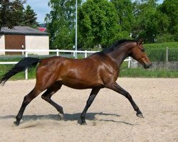 Zuchtstute Cabourg (Westfale, 2004, von Cassone)