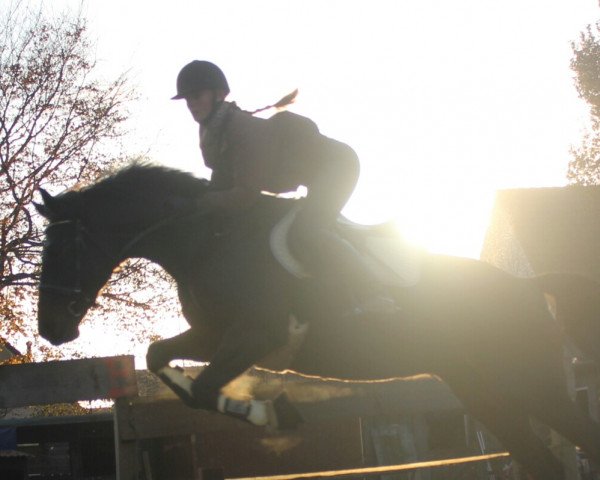 dressage horse Iwanova (Traber, 2009, from Here Comes Joey)