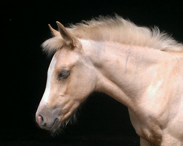 Pferd Odile (Araber-Berber, 2016, von Heclair D'Arbremort)