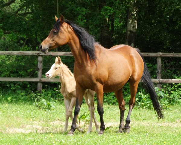 broodmare Tabia ea Matiyah-M (Arabian thoroughbred, 1999, from Naseri EAO)